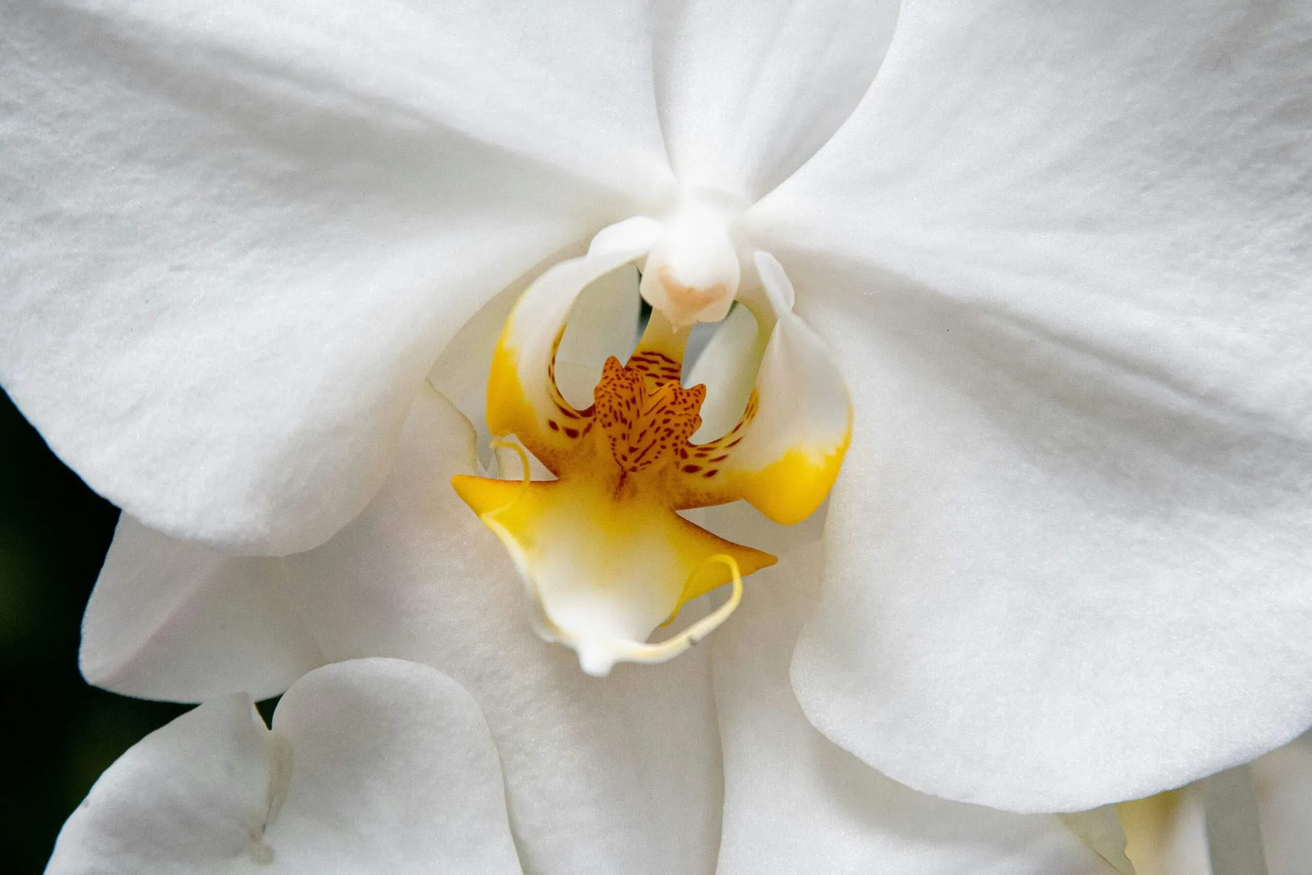 Gros plan sur une fleur d'orchidée blanche d'une grande pureté.
